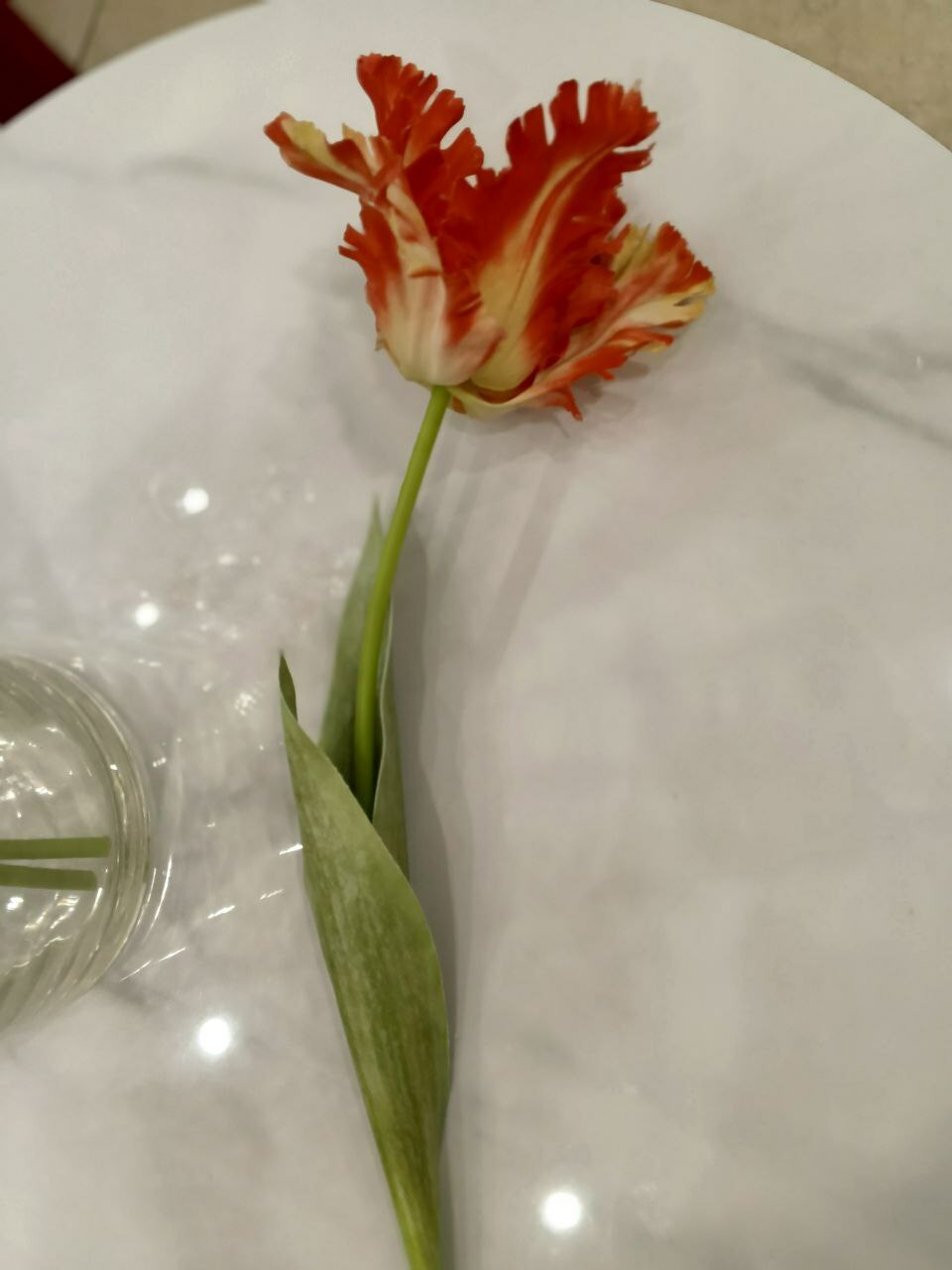 Тюльпан красный Тюльпан красный